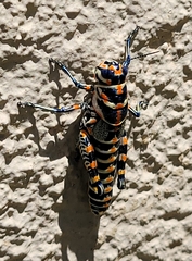 Dactylotum bicolor