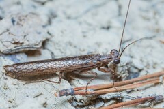 Perlamantis alliberti