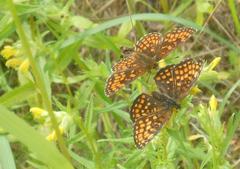 Melitaea athalia