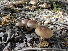 Pholiota