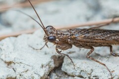 Perlamantis alliberti