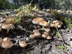 Pholiota