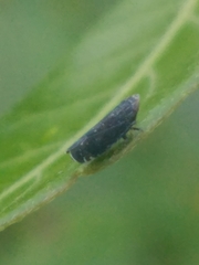 Scaphytopius frontalis