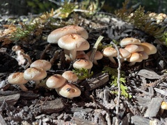 Pholiota
