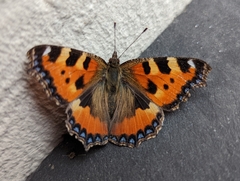 Aglais urticae