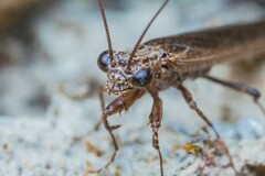 Perlamantis alliberti