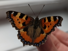 Aglais urticae
