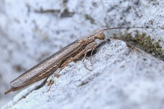 Perlamantis alliberti