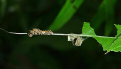 Limenitis