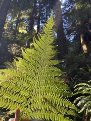 Dryopteris expansa