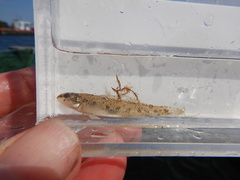 Etheostoma nigrum