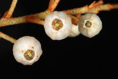 Lyonia fruticosa