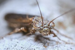 Perlamantis alliberti