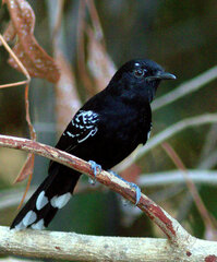 Cercomacra ferdinandi