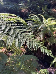 Dryopteris expansa