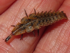 Pyractomena borealis