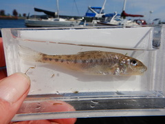 Percopsis omiscomaycus