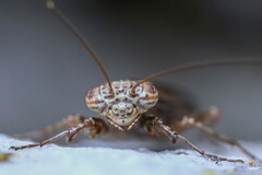 Perlamantis alliberti