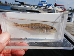 Percopsis omiscomaycus