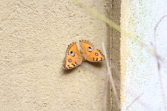 Junonia almana
