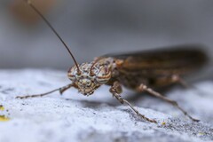 Perlamantis alliberti