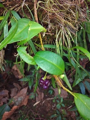 Anthurium scandens