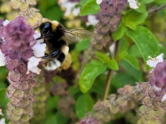 Bombus