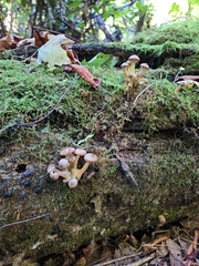 Armillaria novae-zelandiae