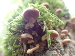 Crepidotus