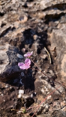 Erodium rupestre