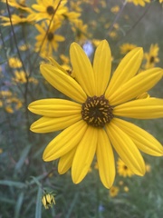 Helianthus angustifolius