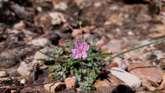Erodium rupestre