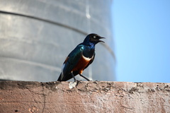 Lamprotornis superbus