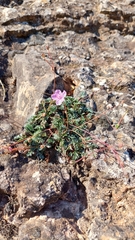 Erodium rupestre