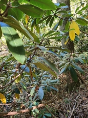 Rhododendron maximum