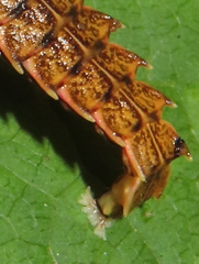 Pyractomena borealis