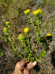 Grindelia nuda