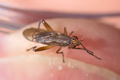 Sciomyzidae