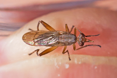 Sciomyzidae