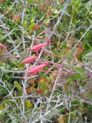 Tropaeolum pentaphyllum