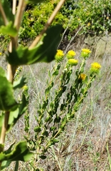 Grindelia nuda