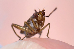 Sciomyzidae