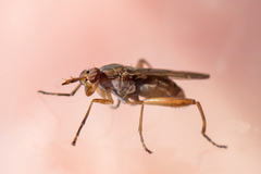 Sciomyzidae