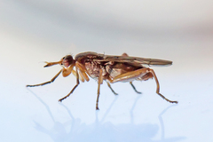 Sciomyzidae
