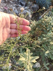 Lepidium graminifolium