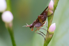 Sciomyzidae