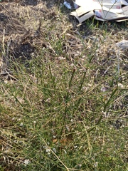 Lepidium graminifolium