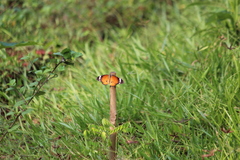 Danaus chrysippus