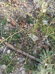 Lepidium graminifolium