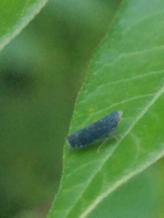 Scaphytopius frontalis